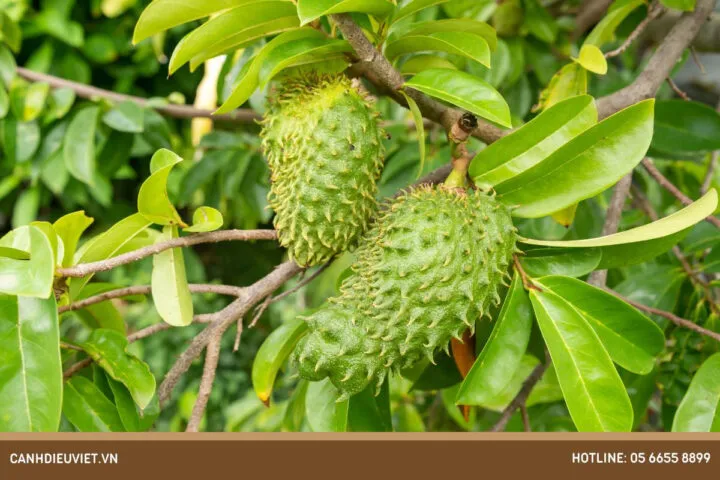 Chọn lọc hạt mãng cầu xiêm chất lượng từ quả chín