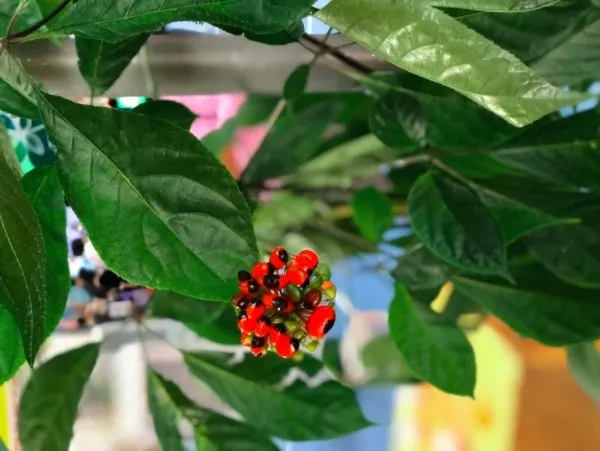 Chọn lựa hạt giống sâm Ngọc Linh chất lượng để tối ưu năng suất và phòng trừ dịch hại sau này.