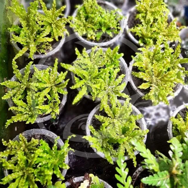 Chọn mua cây sao nhỏ khỏe mạnh