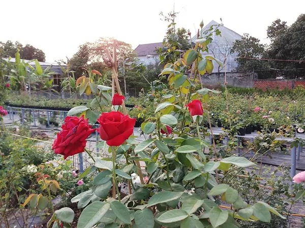 Chọn những cây giống hoa hồng nhung có thân mập mạnh và lá xanh tươi