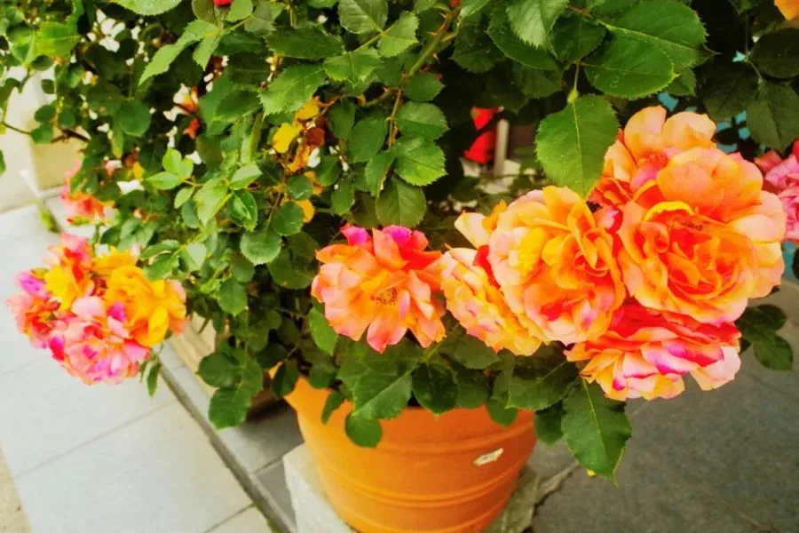 Chọn những giống cây nhỏ hơn, cao dưới 1m để trồng trong chậu thành công