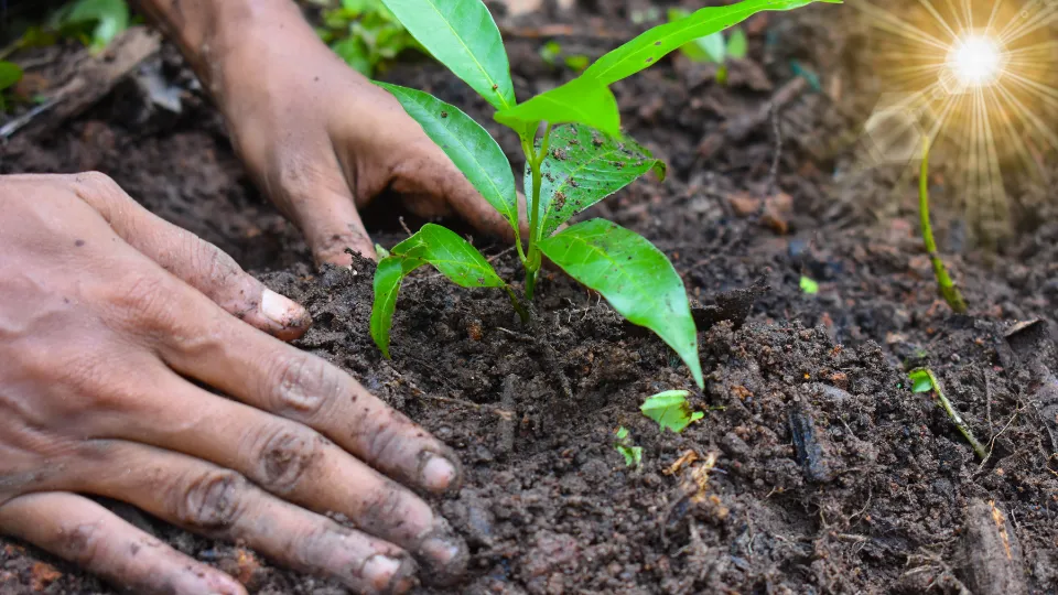 Chọn nơi có ánh sáng đủ, đất thông thoáng và tránh gió lớn là bước đầu tiên để trồng khổ qua thành công.