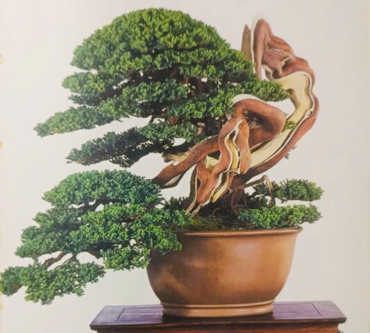 Cách Chăm Sóc Cây Tùng Bồng Lai Chi Tiết Nhất Từ Chuyên Gia Bonsai