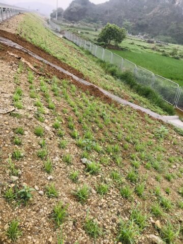 Nên Trồng Cây Gì Ở Bờ Ao: Phân Tích Chuyên Sâu Giải Pháp Chống Xói Mòn Đất