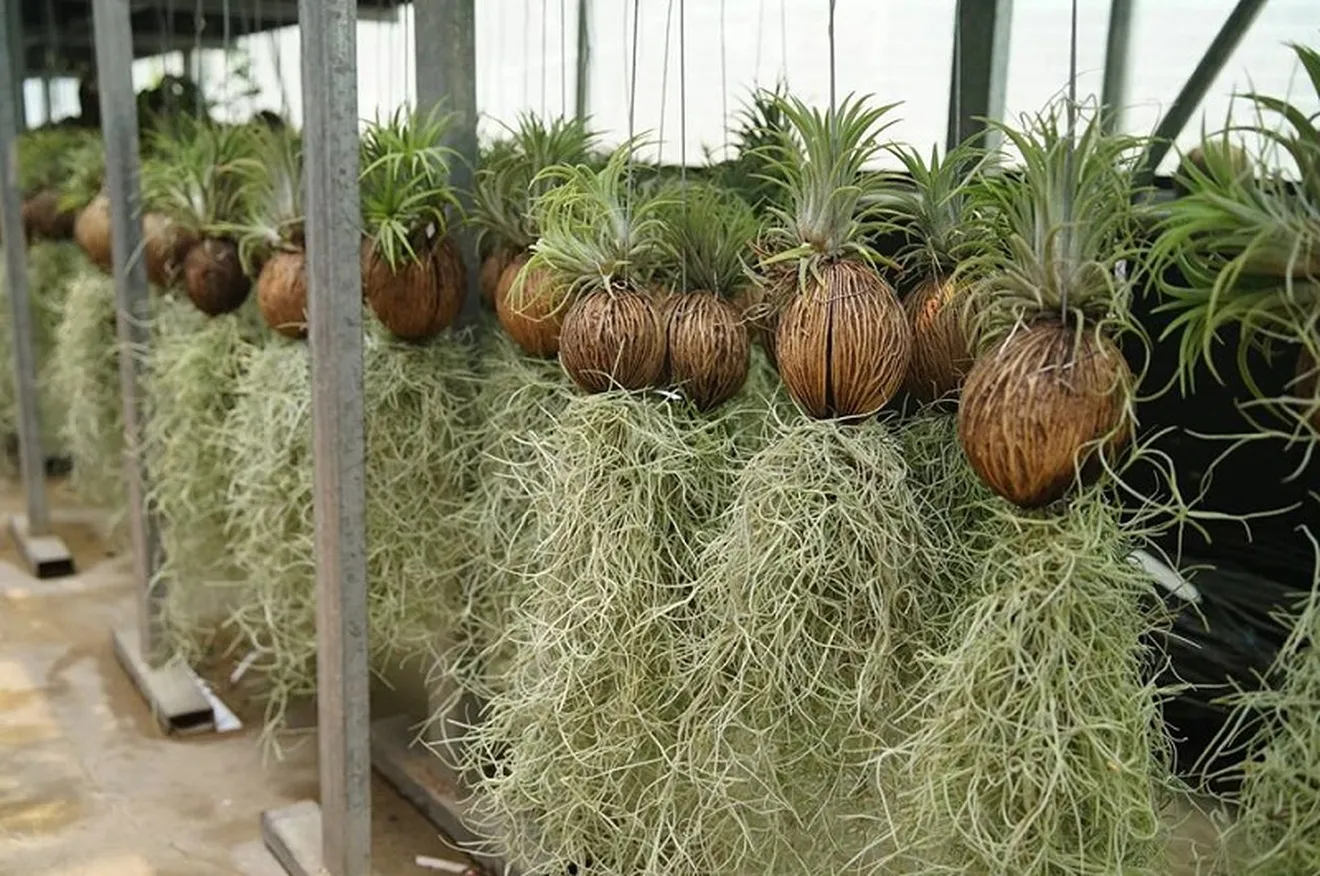 Chủ đề là về các loại cây không khí (air plants) và cách chăm sóc chúng, với nhiều loài Tillandsia khác nhau được sắp xếp trên kệ
