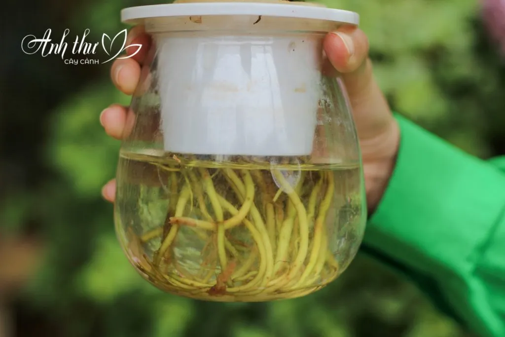 Chủ động kiểm tra và thay nước cho cây Ngọc Ngân thủy sinh