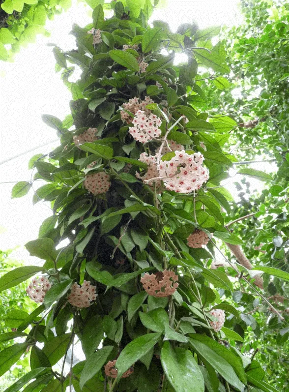 Chủ động phun thuốc phòng trừ sâu bệnh để bảo vệ cây Lan Cẩm Cù