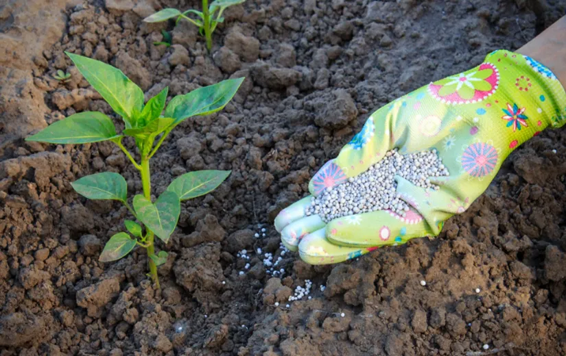 Chu trình và liều lượng bón phân cho cây ớt theo từng giai đoạn, quan trọng để tối ưu năng suất thu hoạch