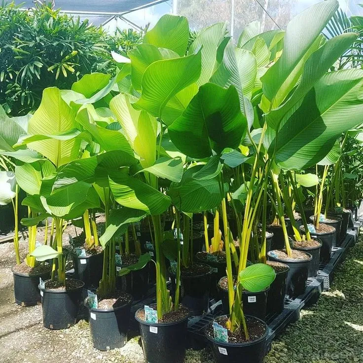 Chủ vườn đang tưới nước cho cây dong cảnh bằng vòi phun nhẹ nhàng