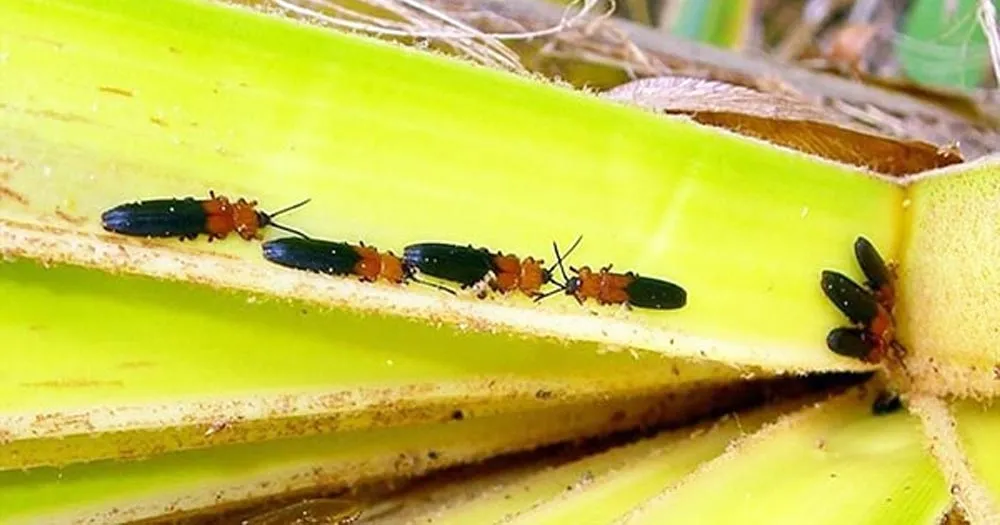 Chú ý các loại côn trùng, dịch bệnh gây hại