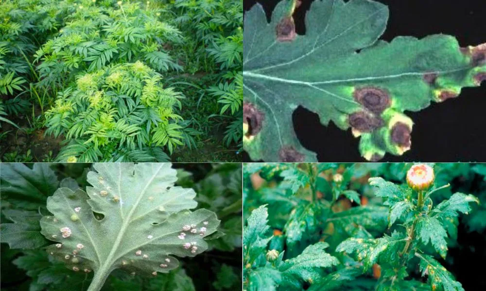 Chú ý dấu hiệu bệnh khi lên lịch trồng hoa vạn thọ Tết 2026