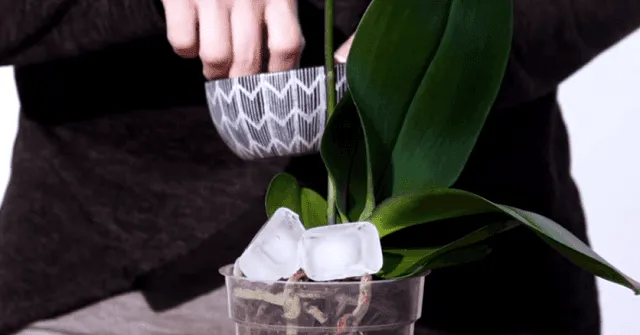 Chú ý đến việc tưới nước bón phân cho cây lan hồ điệp