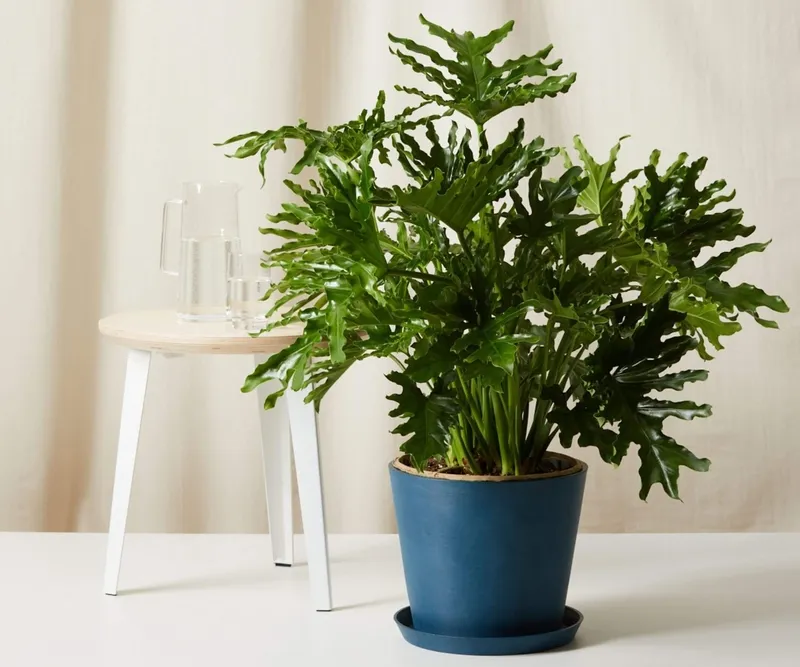 Chú ý khi chăm sóc cây trầu bà thanh xuân