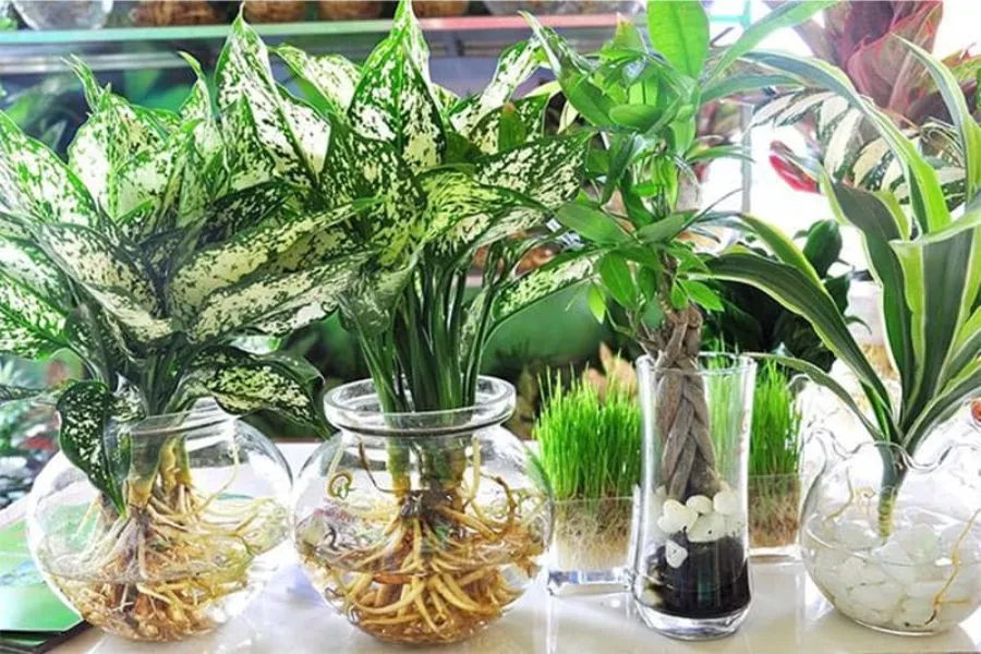 Chuẩn bị bình thủy tinh cho cách trồng cây thủy sinh để bàn