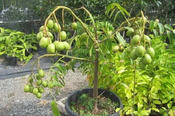 Chuẩn bị các dụng cụ cần thiết và cây giống cóc Thái khỏe mạnh trước khi tiến hành trồng