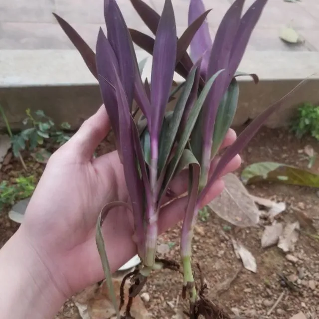 Chuẩn bị cây giống