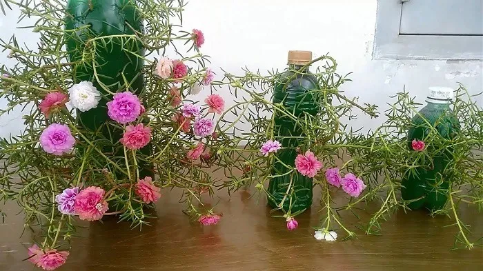 Chuẩn bị chậu trồng hoa mười giờ bằng chai nhựa tái chế