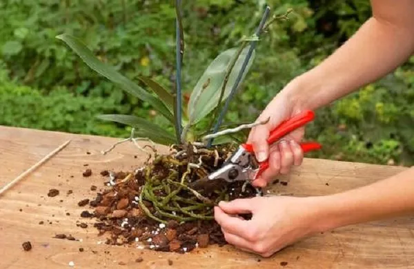 Chuẩn bị chậu và giá thể cần thiết trước khi trồng hoa phong lan