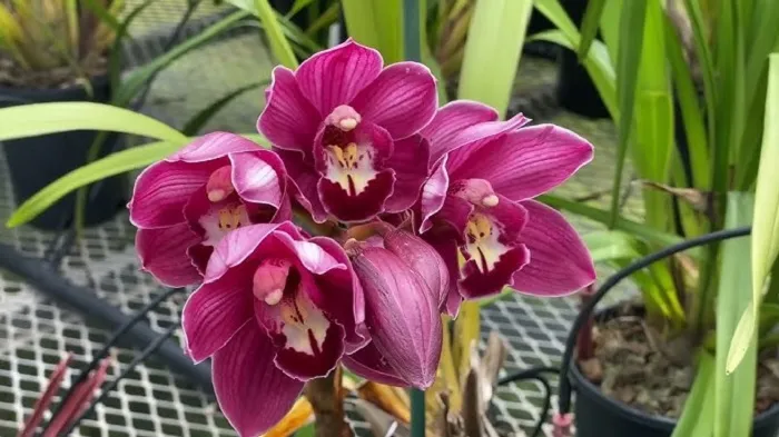 Chuẩn bị củ và giá thể trồng hoa địa lan tím