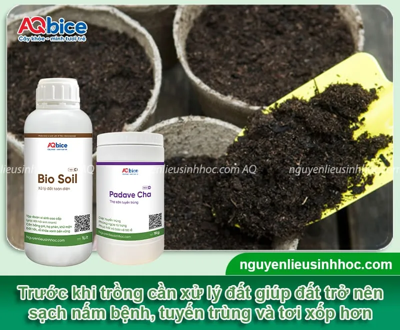 Chuẩn bị đất giàu dinh dưỡng và tơi xốp cho cách trồng hoa hướng dương đúng tết