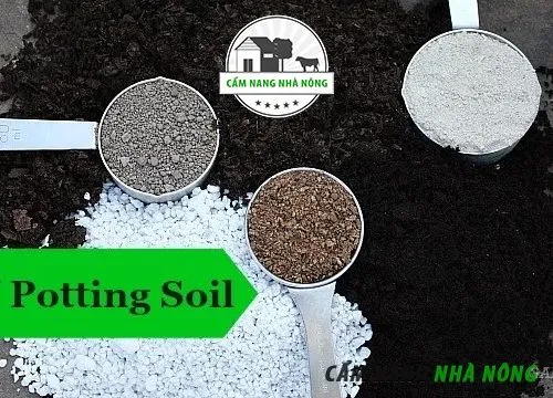 Chuẩn bị đất gieo trồng mẫu đơn với hỗn hợp thoát nước tốt