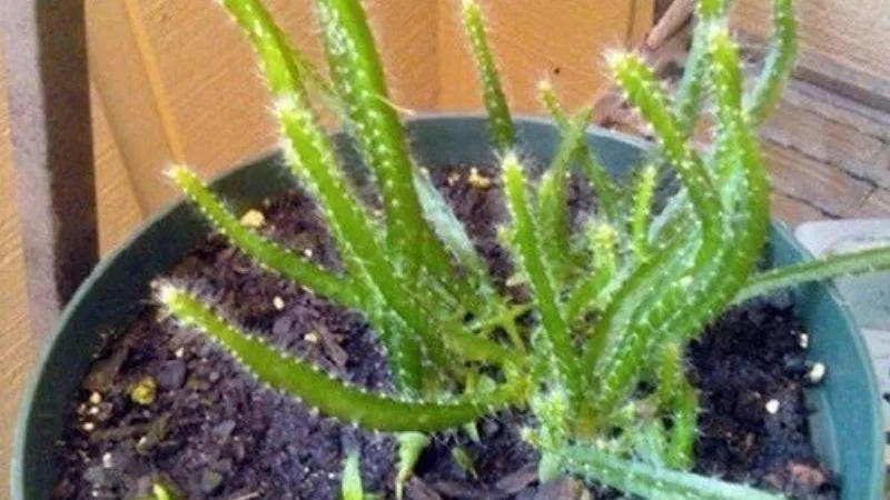 Chuẩn bị đất tơi xốp và thoát nước tốt cho việc trồng thanh long