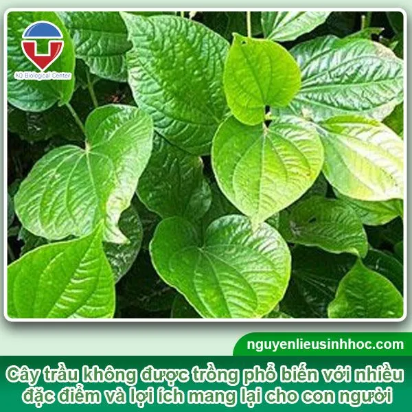 Chuẩn bị đất trộn xơ dừa, phân bón và đất mùn tơi xốp để trồng cây trầu không trong chậu