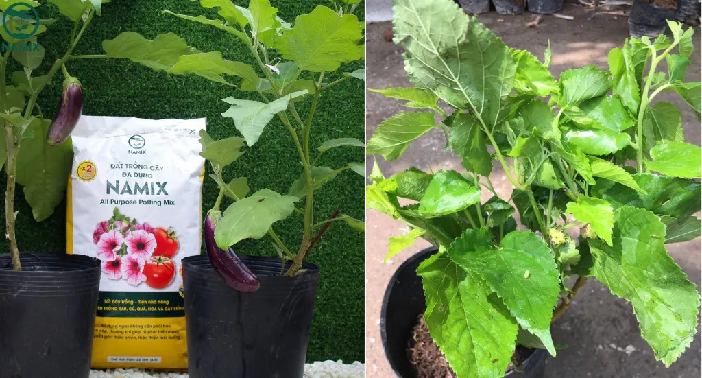 Chuẩn bị đất trồng chất lượng