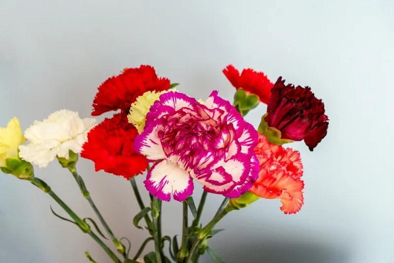 Chuẩn bị đất trồng cho hoa phăng cẩm chướng