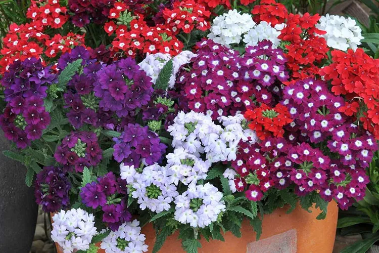 Chuẩn bị đất trồng để bắt đầu cách trồng hoa vân anh