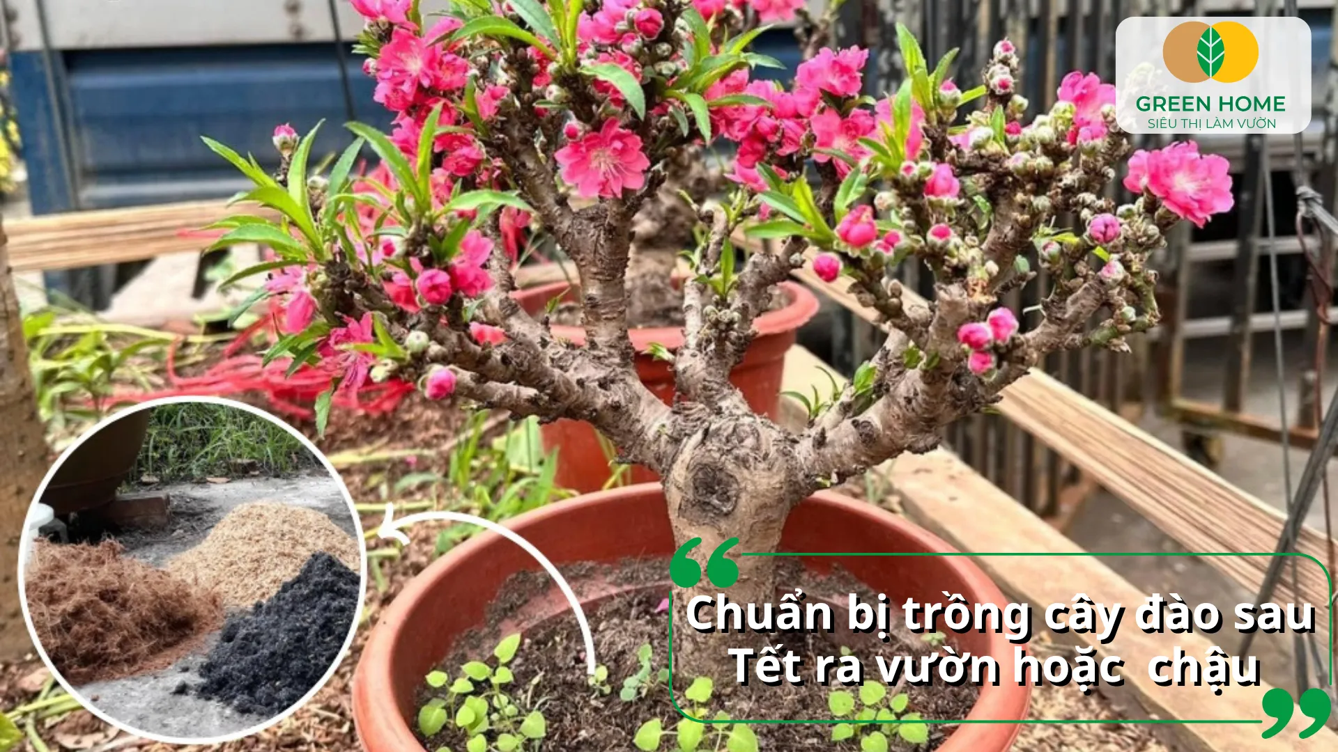 Chuẩn bị đất trồng tơi xốp, giàu dinh dưỡng để trồng lại cây đào sau Tết