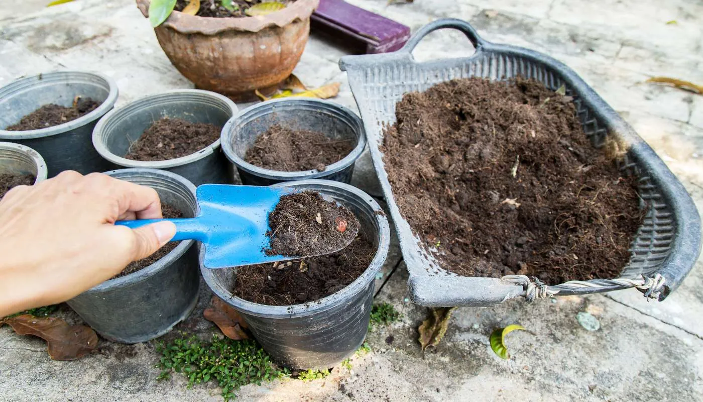 Chuẩn bị đất trồng tơi xốp và có khả năng thoát nước tốt cho cây sống đời