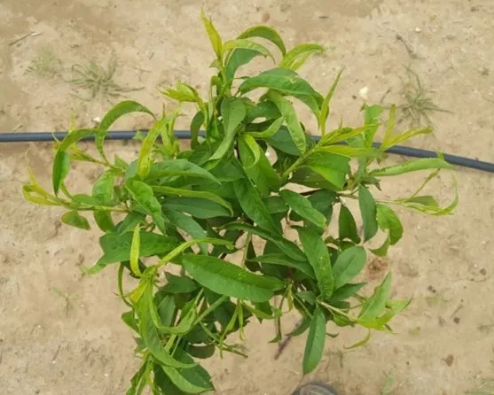 Chuẩn bị đất trồng tơi xốp và giàu dinh dưỡng cho cây đào tiên