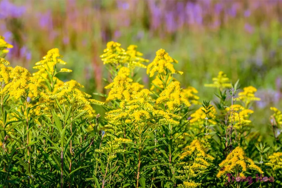 Chuẩn bị đất trồng tơi xốp và giàu dinh dưỡng để gieo hạt hoàng anh