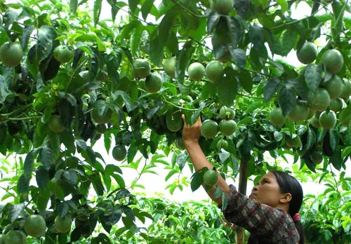 Chuẩn bị đất trồng tơi xốp và giàu dinh dưỡng là điều kiện tiên quyết