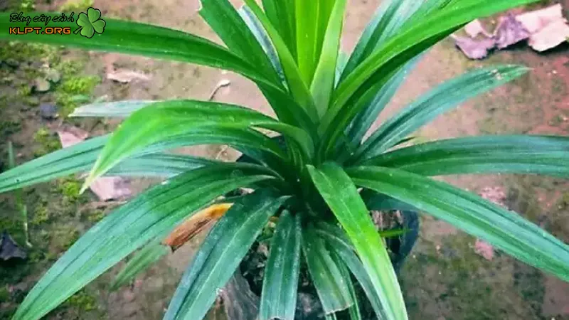 Chuẩn bị đất trồng và chậu cây lý tưởng cho cách trồng cây lá dứa nếp thành công