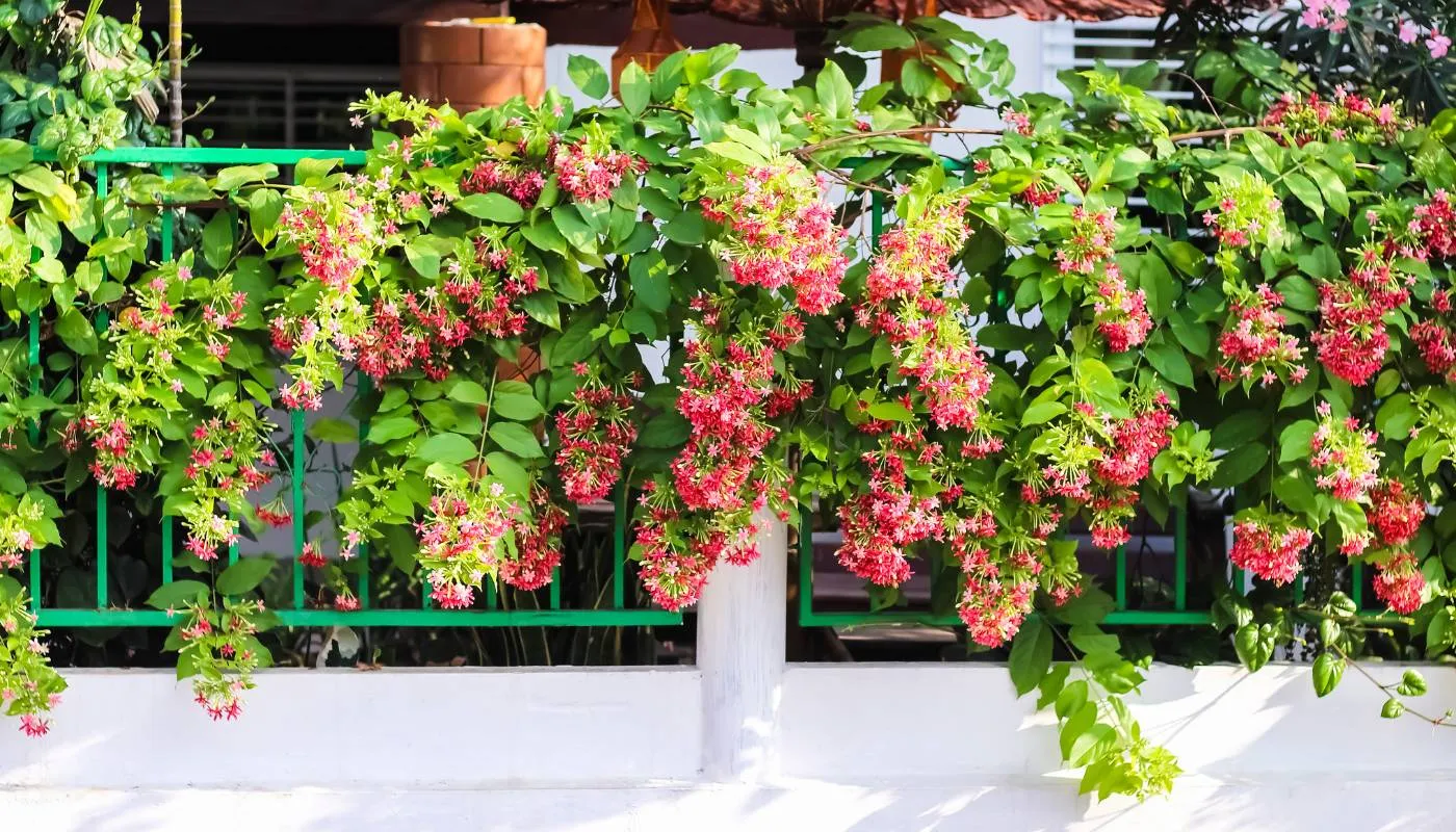 Chuẩn bị đầy đủ các vật tư cần thiết trước khi trồng hoa Sử Quân Tử