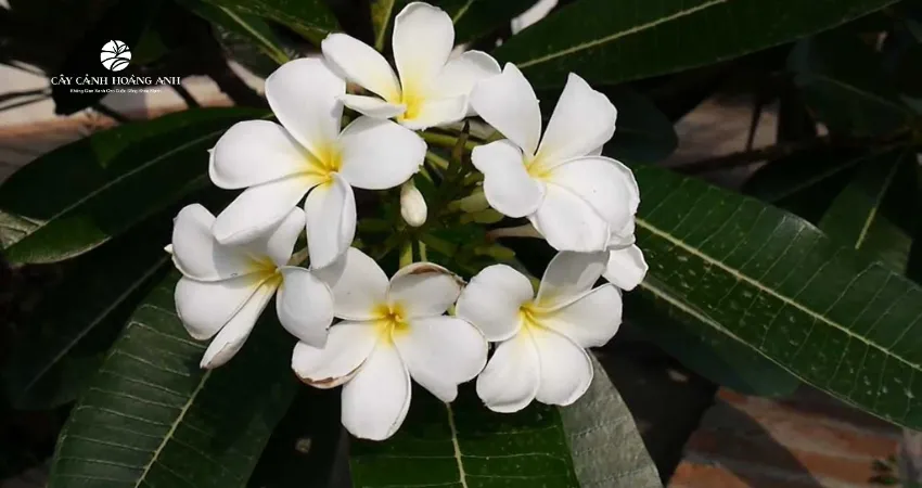 Chuẩn bị đầy đủ các yếu tố cần thiết trước khi trồng và chăm sóc hoa sứ