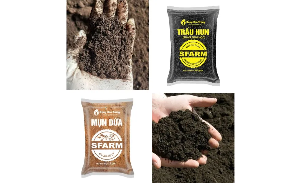 Chuẩn bị điều kiện đất trồng phù hợp sẽ giúp cây chuối rẻ quạt phát triển tốt