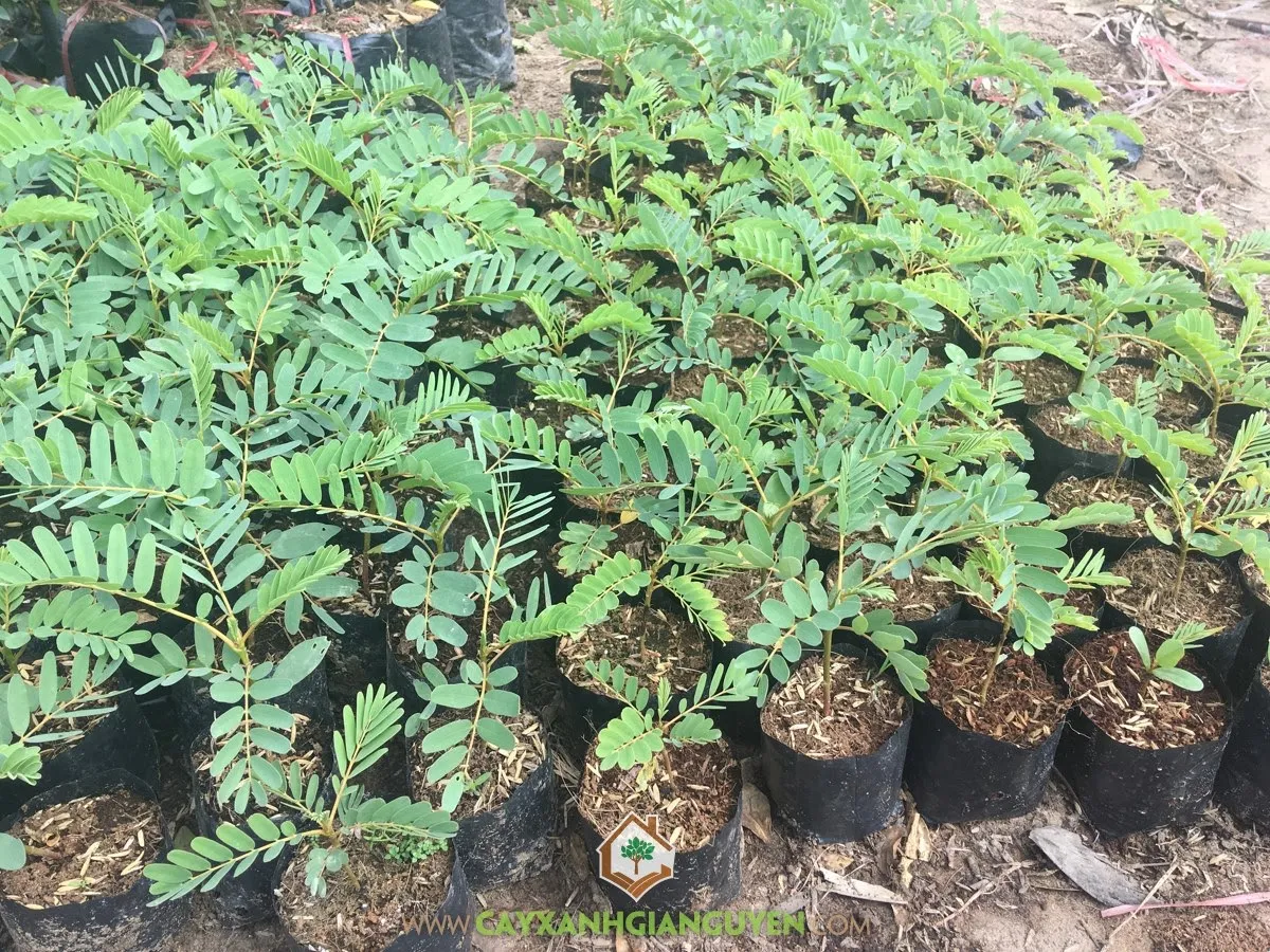 Chuẩn bị dụng cụ trồng và đất trồng cây So Đũa với phân bón hữu cơ