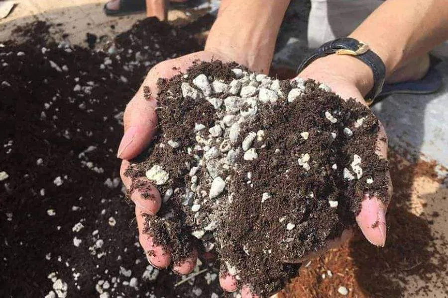 Chuẩn bị giá thể đất trồng cây bằng cành