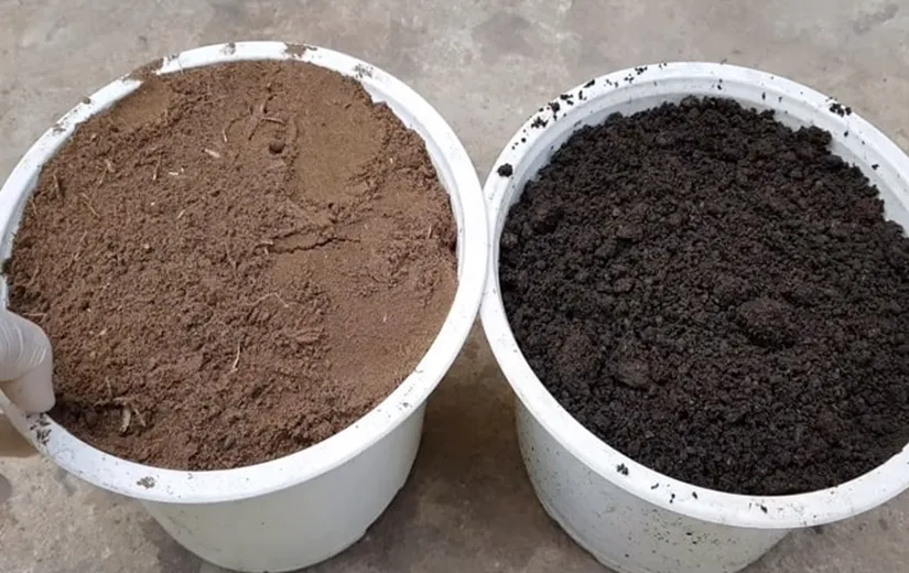 Chuẩn bị giá thể trồng dưa leo trong thùng xốp