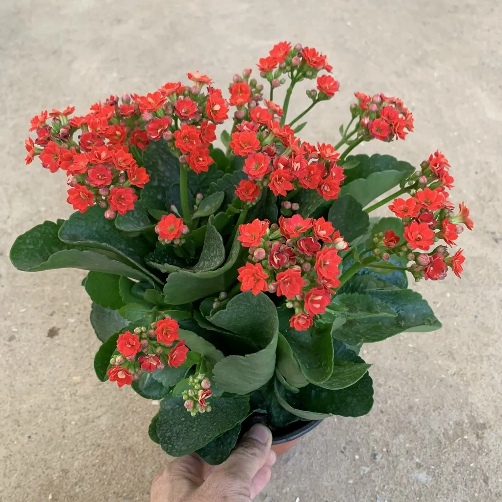 Chuẩn bị giá thể và chậu để trồng hoa bỏng hiệu quả