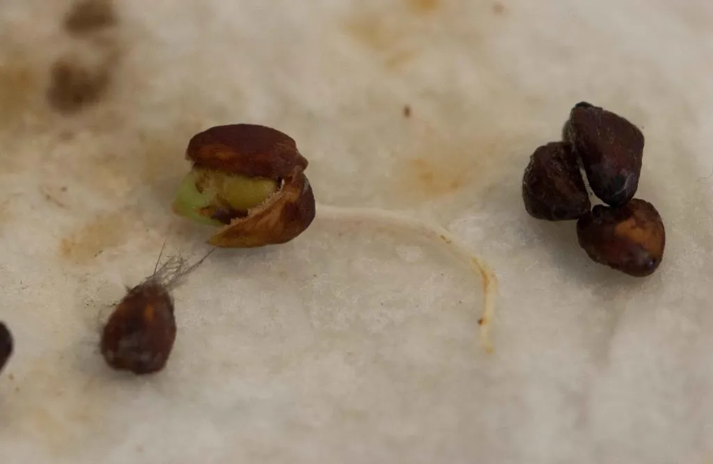 Chuẩn bị giá thể và ươm hạt giống để thực hiện cách trồng hoa hồng leo bằng hạt