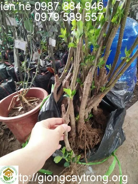 Chuẩn bị giống táo đỏ đem trồng