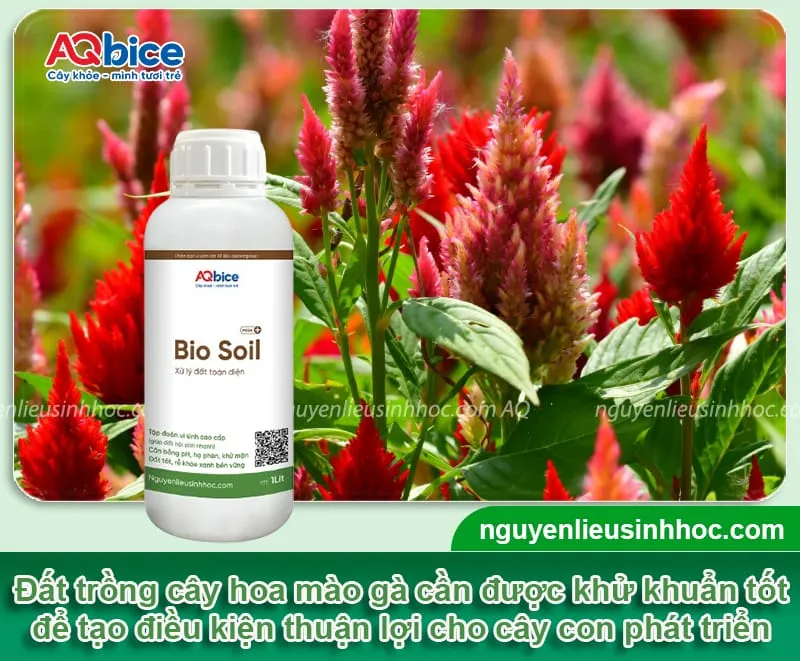 Chuẩn bị hạt giống và đất trồng tối ưu trước khi trồng hoa mào gà