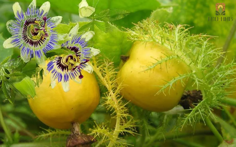 Chuẩn bị hố và đất trồng cây chùm bao đạt tiêu chuẩn