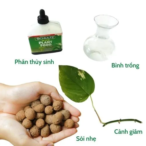 Chuẩn bị khi trồng bằng cành giâm