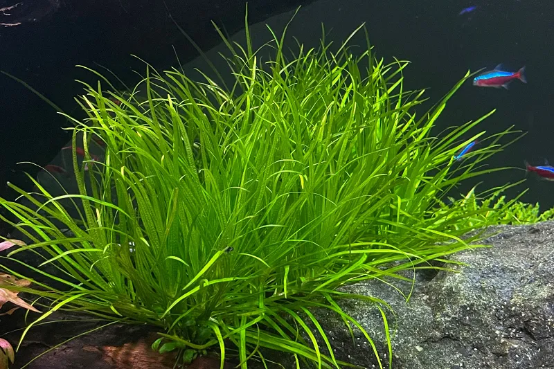 Chuẩn bị nền đáy và dụng cụ cần thiết khi trồng cây thủy sinh