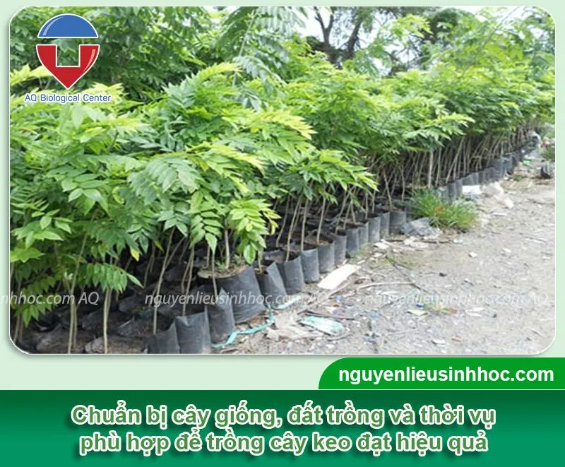 Chuẩn bị trước khi thực hiện cách trồng cây keo: Giống cây, làm đất và cải tạo